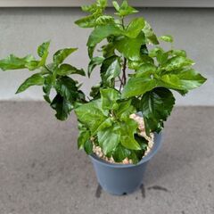 ハイビスカス 苗 ピンクの画像