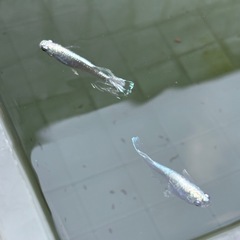 メダカ　エメキン　当歳の画像