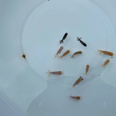 （2522）洗面器の宇野系らんちゅう 黒仔全部　約2.5cm〜3.5cm　の画像