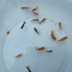 （2522）洗面器の宇野系らんちゅう 黒仔全部　約2.5cm〜3.5cm　の画像
