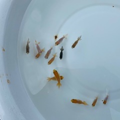 （2522）洗面器の宇野系らんちゅう 黒仔全部　約2.5cm〜3.5cm　の画像