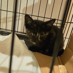 生後1〜2ヶ月の元気でかわいい懐きやすい黒サビ子猫です。