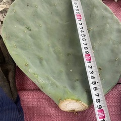 5枚！大丸盆！の画像