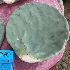 5枚！大丸盆！の画像