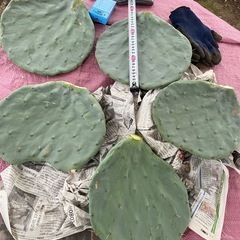 5枚！大丸盆！の画像