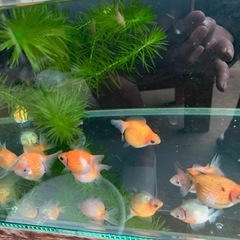 ピンポンパールの画像