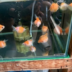 ピンポンパールの画像