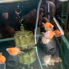 ピンポンパールの画像