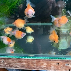 ピンポンパールの画像