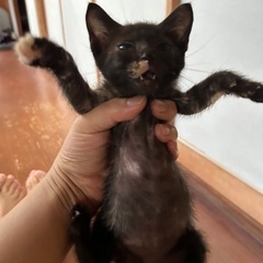 ずっとのお家探してます