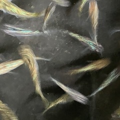 メダカ　オーロラブラックラメ　10匹の画像