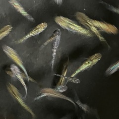メダカ　オーロラブラックラメ　10匹の画像