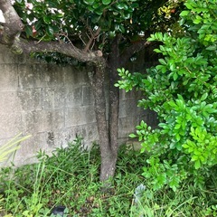 岩を抱いた松と黒木
の画像