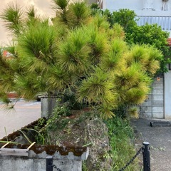 岩を抱いた松と黒木
の画像