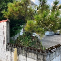 岩を抱いた松と黒木
の画像