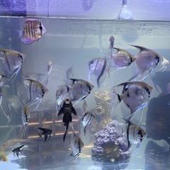 熱帯魚 エンゼルフィッシュの画像