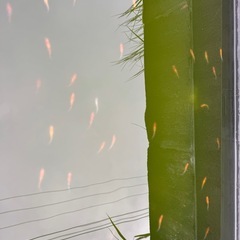 めだかの画像