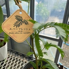エバーフレッシュ　観葉植物の画像
