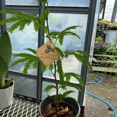 エバーフレッシュ　観葉植物の画像