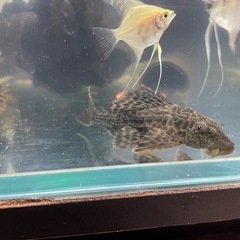 熱帯魚　プレコの画像