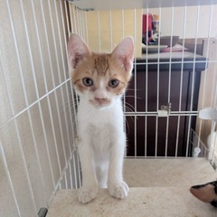 茶トラと白のオス仔猫