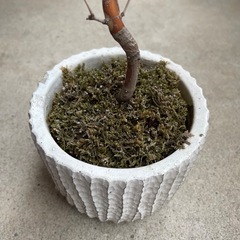 おしゃれな植木鉢の画像