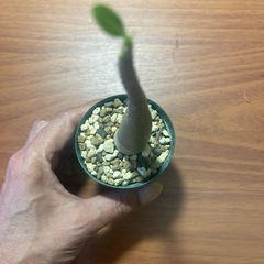 アデニウム　アラビクム　植物の画像