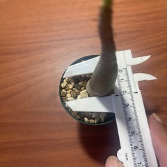 アデニウム　アラビクム　植物の画像