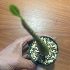 アデニウム　アラビクム　植物の画像
