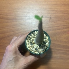 アデニウム　アラビクム　植物の画像