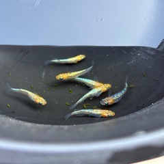 各種メダカ　卵もしくは稚魚の画像