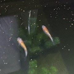 各種メダカ　卵もしくは稚魚の画像