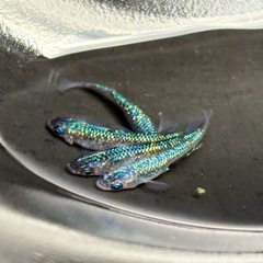 各種メダカ　卵もしくは稚魚の画像