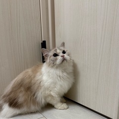 ラグドール