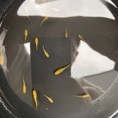 【めだか】レモンスカッシュ　稚魚　15匹　の画像