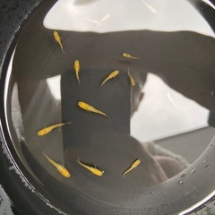 【めだか】レモンスカッシュ　稚魚　15匹　の画像