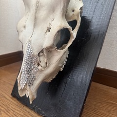 鹿の角の画像