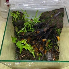 コケリウム 水場ありの画像