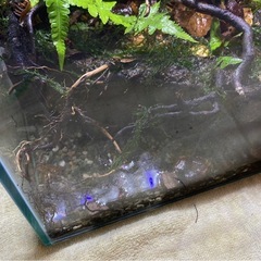 コケリウム 水場ありの画像