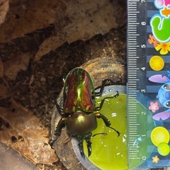 ニジイロクワガタの画像