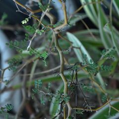 あげます　観葉植物　ミクロフィラソフォラの画像
