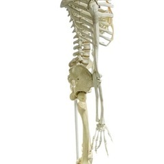 人体骨格模型 等身大サイズ約170cm キャスター付の画像