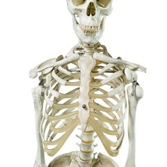 人体骨格模型 等身大サイズ約170cm キャスター付の画像