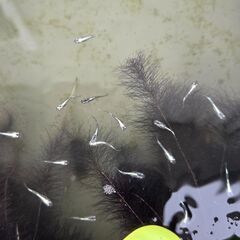 メダカ　プラチナブルージェイ稚魚の画像