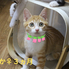 幸せのカギ尻尾のえこかちゃん