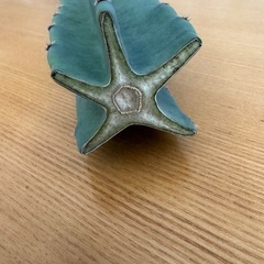 柱サボテン きり苗の画像