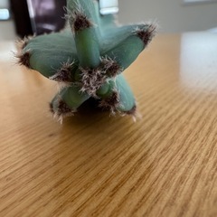 柱サボテン きり苗の画像