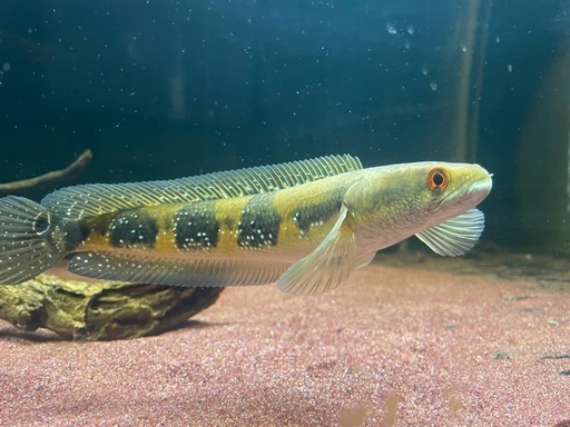 熱帯魚　スネークヘッド