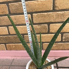 アロエベラの画像