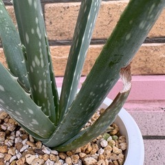 アロエベラの画像